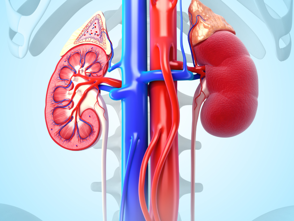 kidney disease management at raghavan naturopathy